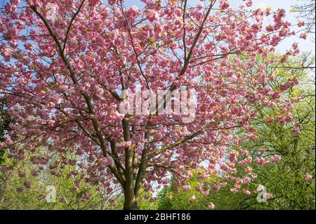 Glasgow, Großbritannien. April 2020. Im Bild: Schöne Kirschblüten von den Bäumen. Szenen vom ersten Wochenende der erweiterten Sperrung des Kelvingrove Park im West End von Glasgow an einem sehr heißen und sonnigen Samstag. Quelle: Colin Fisher/Alamy Live News Stockfoto