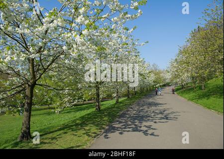 Glasgow, Großbritannien. April 2020. Im Bild: Schöne Kirschblüten von den Bäumen. Szenen vom ersten Wochenende der erweiterten Sperrung des Kelvingrove Park im West End von Glasgow an einem sehr heißen und sonnigen Samstag. Quelle: Colin Fisher/Alamy Live News Stockfoto