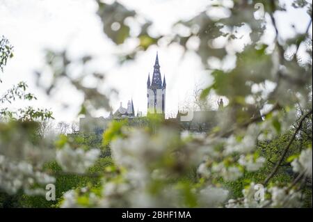 Glasgow, Großbritannien. April 2020. Im Bild: Glasgow University Tower im Hintergrund, umgeben von der wunderschönen Kirschblüte, die von den Bäumen herkommt. Szenen vom ersten Wochenende der erweiterten Sperrung des Kelvingrove Park im West End von Glasgow an einem sehr heißen und sonnigen Samstag. Quelle: Colin Fisher/Alamy Live News Stockfoto