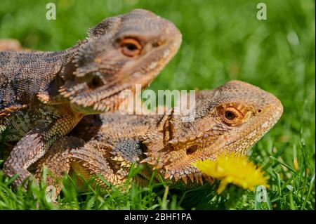 Zwei bärtige Drachen sitzen zusammen auf einer Wiese im Sonnenschein Stockfoto