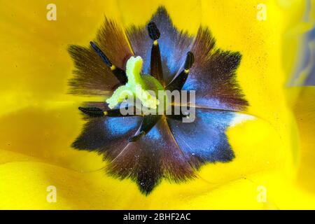 Staubgefäß und Stempel einer Tulpe. Im Inneren der Blume. Stockfoto