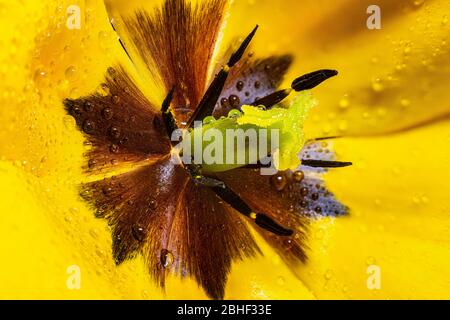 Staubgefäß und Stempel einer Tulpe. Im Inneren der Blume. Stockfoto