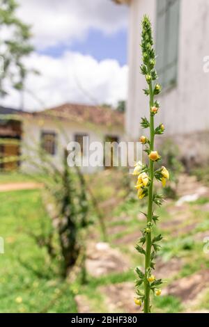 Szenen aus dem neuen Bergbaugebiet in Schwarzgold brasilien Stockfoto