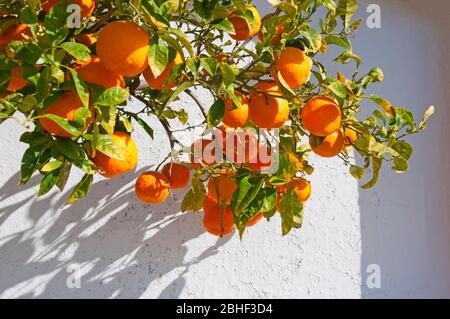 Viele Orangen auf dem grünen Baum auf dem Hintergrund der weißen Wand. Sommerzeit, Spanien Stockfoto