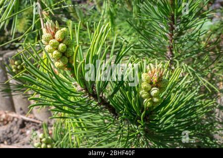 Entwicklung männlicher Pollen auf Zwergkiefer (Pinus mugo) im Frühjahr Stockfoto