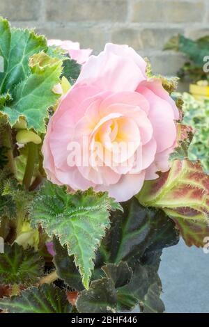 Detailreiches Bild einer tuberösen Begonia mit schöner blassrosa Doppelblüte Stockfoto