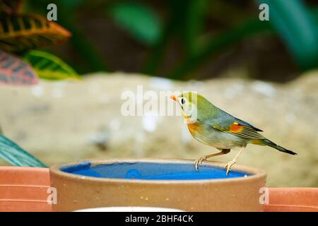 Rote-schnabelige Leiothrix, die auf einem Topf mit Samen sitzt (Leiothrix lutea) Stockfoto