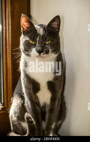 Grau mit weißen Flecken, eine junge Katze mit großen, smarten gelben Augen sitzt auf der Fensterbank bei einem geschlossenen Fenster Stockfoto