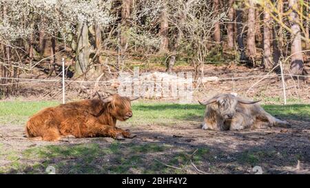 Zwei schottische Highland Kühe - mit weißem und braunem Fell - machen eine Pause im Schatten. Milch von Hochlandkühen hat in der Regel mehr Fett. Landwirtschaft. Stockfoto