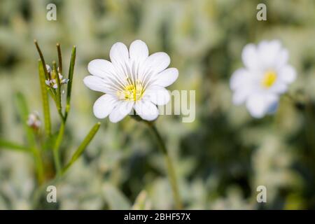 Schnee im Sommer schöne weiße Blumen in den Niederlanden Stockfoto