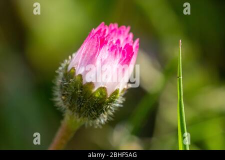 Schöne frische junge Gänseblümchen im Feld mit lila, rosa und weißen Tönen Stockfoto