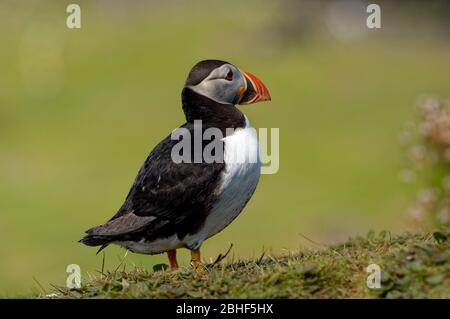 Atlantic Puffin, gesehen in Treshnish Isles, Schottland. Stockfoto