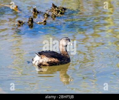 Ein Rattenschnabelgrebe, Podilymbus podiceps, schwimmt auf den Gewässern des Leonabelle Turnbull Birding Center in Port Aransas, Texas USA. Stockfoto