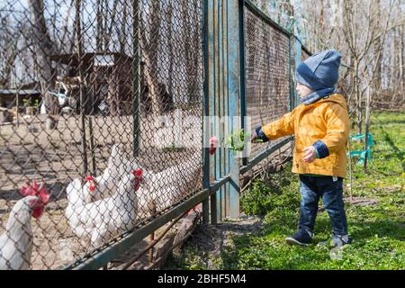 Der kleine Junge füttert die Hühner durch das Gitter im Frühlingsgarten Stockfoto