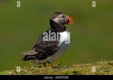 Atlantic Puffin, gesehen in Treshnish Isles, Schottland. Stockfoto