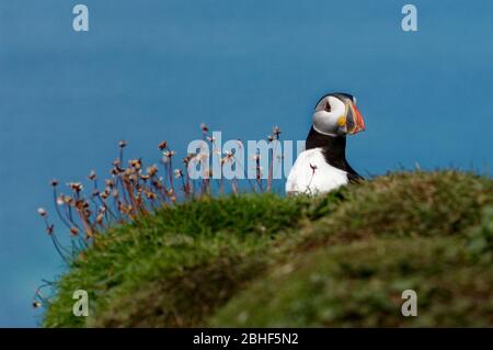 Atlantic Puffin, gesehen in Treshnish Isles, Schottland. Stockfoto