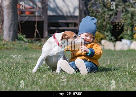 Kleines Kind in gelben Jacke mit Jack russel Terrier Welpen auf Frühling Hinterhof Stockfoto