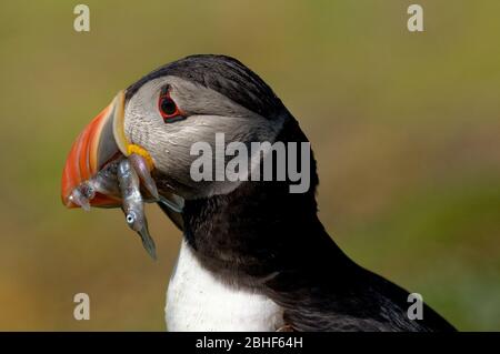 Atlantischer Puffin mit Sandaalen in der Mündung, gesehen in den Treshnish Isles, Schottland. Stockfoto