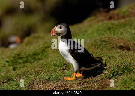 Atlantic Puffin, gesehen in Treshnish Isles, Schottland. Stockfoto