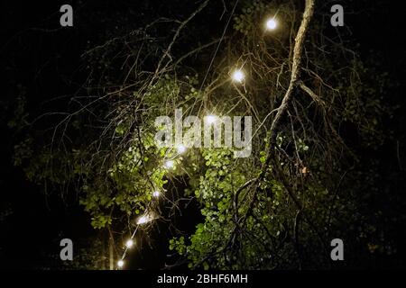 Gelbe Glühbirnen in der Nacht, elektrische Girlande hängen am Baum, Festival Dekoration Stockfoto