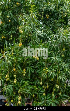 Mangos auf Baum in der Nähe von Accra, Ghana. Stockfoto