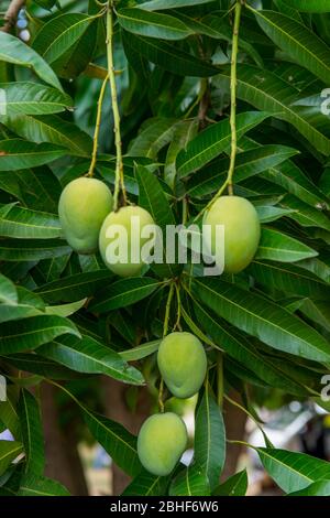 Mangos auf Baum in der Nähe von Accra, Ghana. Stockfoto