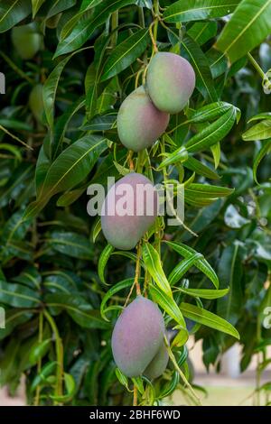 Mangos auf Baum in der Nähe von Accra, Ghana. Stockfoto