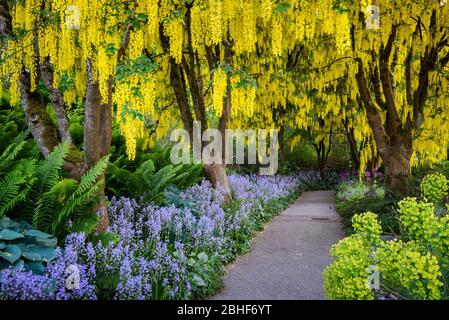 Blühende Laburnum-Bäume im Van Dusen Botanical Garden, Vancouver, British Columbia, Kanada. Stockfoto