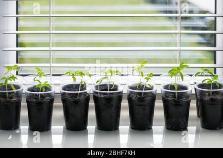 Kleine Sämlinge in Plastikglas auf einer Fensterbank. Hausgemachtes gardering Konzept Stockfoto