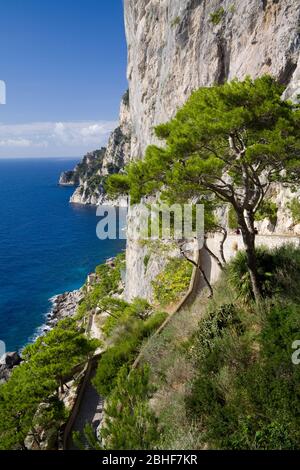 Klippen in der Nähe von Capri Stadt, Capri Insel, Bucht von Neapel, Italien, Europa Stockfoto