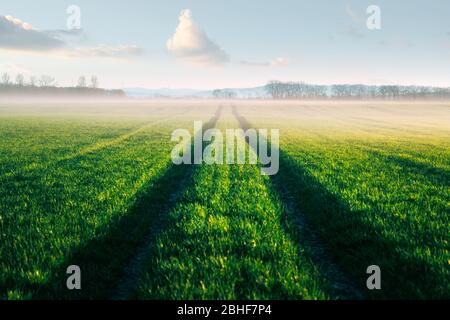 Straße und grüne Reihen von jungen Weizen auf dem landwirtschaftlichen Feld im Frühjahr. Naturlandschaften fotografieren Stockfoto