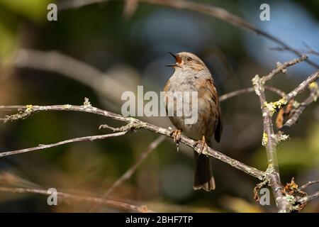 Dunnock, Prunella modularis im vollen Lied. Feder Stockfoto