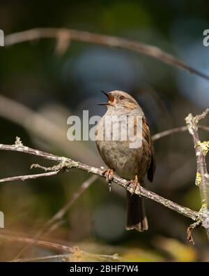 Dunnock, Prunella modularis im vollen Lied. Feder Stockfoto