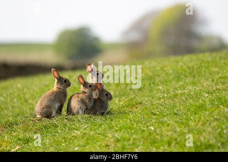 Gruppe von Baby Kaninchen in einem sonnigen Feld Stockfoto