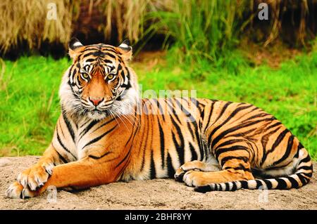 Porträt eines Königlich-bengalischen Tigers, der die Kamera anstarrt. National Animal of Bangladesh Stockfoto