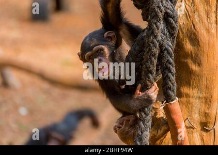 Schimpanse im Gehege am Tacugama Chimp Sanctuary in der Nähe von Freetown, Sierra Leone. Stockfoto