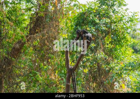 Schimpanse im Gehege am Tacugama Chimp Sanctuary in der Nähe von Freetown, Sierra Leone. Stockfoto