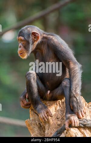 Schimpanse im Gehege am Tacugama Chimp Sanctuary in der Nähe von Freetown, Sierra Leone. Stockfoto