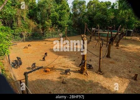 Schimpansen in Gehege am Tacugama Chimp Sanctuary in der Nähe von Freetown, Sierra Leone. Stockfoto