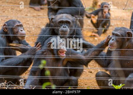 Schimpansen in Gehege am Tacugama Chimp Sanctuary in der Nähe von Freetown, Sierra Leone. Stockfoto