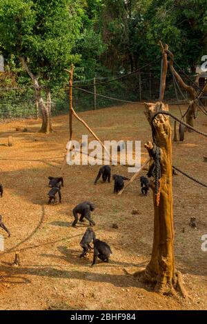 Schimpansen in Gehege am Tacugama Chimp Sanctuary in der Nähe von Freetown, Sierra Leone. Stockfoto