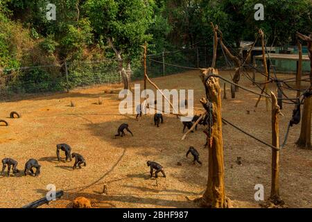 Schimpansen in Gehege am Tacugama Chimp Sanctuary in der Nähe von Freetown, Sierra Leone. Stockfoto