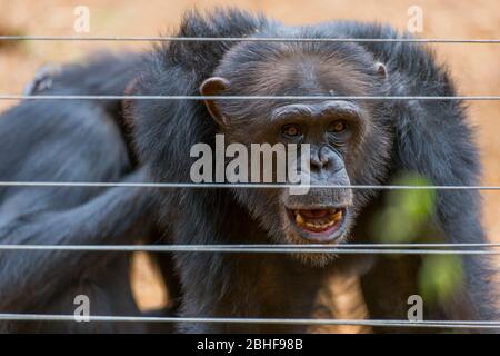 Schimpanse im Gehege am Tacugama Chimp Sanctuary in der Nähe von Freetown, Sierra Leone. Stockfoto