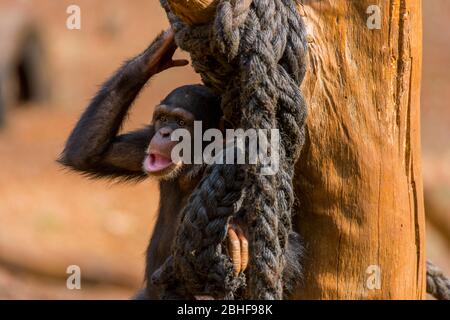 Schimpanse im Gehege am Tacugama Chimp Sanctuary in der Nähe von Freetown, Sierra Leone. Stockfoto