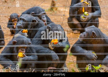 Schimpansen in Gehege, die im Tacugama Chimp Sanctuary in der Nähe von Freetown, Sierra Leone, gefüttert werden. Stockfoto