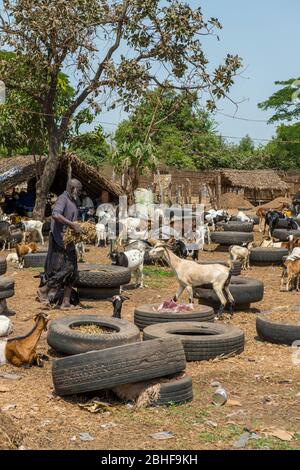 Ziegen und Schafe auf einem Tiermarkt in der Nähe von Banjul, Gambia. Stockfoto