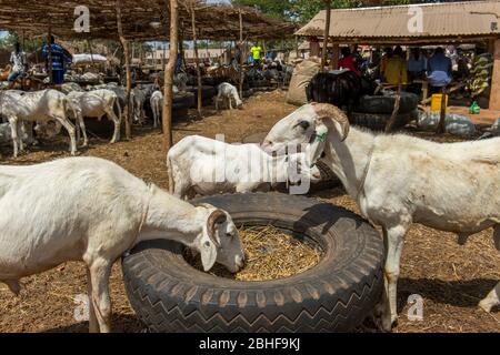 Ziegen und Schafe auf einem Tiermarkt in der Nähe von Banjul, Gambia. Stockfoto