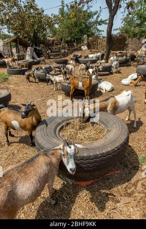 Ziegen und Schafe auf einem Tiermarkt in der Nähe von Banjul, Gambia. Stockfoto