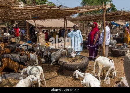 Menschen auf einem Tiermarkt in der Nähe von Banjul, Gambia. Stockfoto