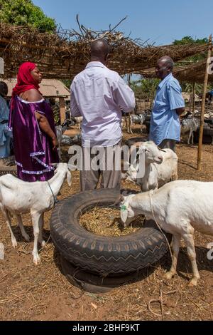 Menschen auf einem Tiermarkt in der Nähe von Banjul, Gambia. Stockfoto